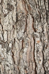 Texture wood tree background nature