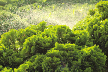 Naklejka premium Effect of splashing water from the sprinkler on grass