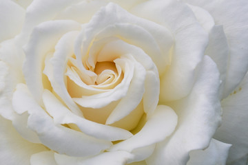 close up of white colored rose with the name: Anna von Kiew, frame filling