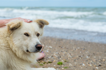 Big dog is stroked on the head to the sea.
