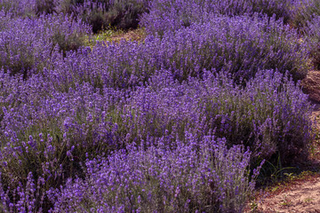 Naklejka na ściany i meble Lavender flowers in the sun in soft focus, pastel colors and blur background. Purple field of lavender. Provence with space for text. French lavender in the field, unsharp light effect. Short focus