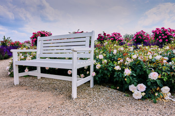 white wooden bench in a rose garden with a lot of diferrent roses around