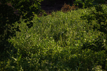 Open summer day. Reeds on the pond in park