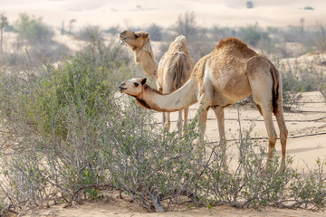 Middle eastern camels eating leaves from desert trees near Al Ain, UAE