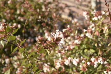 wild flowers in the garden