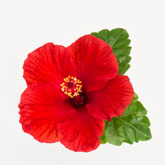 Hibiscus flower head isolated white background Fresh red blossom