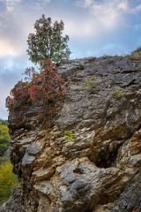 All autumn palette colors, red, yellow and green, on one rock in a narrow canyon