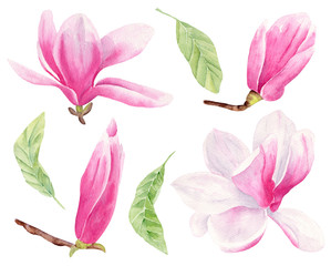 Magnolia flower hand drawn watercolor raster illustrations set