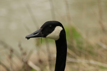 Fototapeta premium A Canadian goose walking on ice makes some noise in Hauser, Idaho.