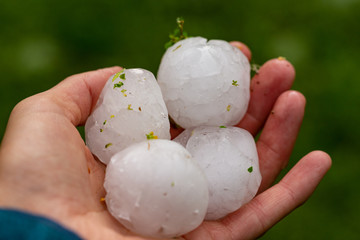 Huge hailstones after a severe thunderstorm in the hand of a young woman. - obrazy, fototapety, plakaty