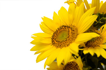 Sunflower floral border with copy space, festive background.