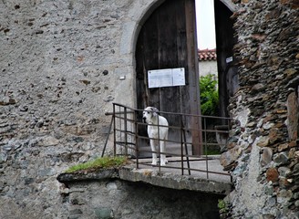 Hund auf der Burg in Südtirol