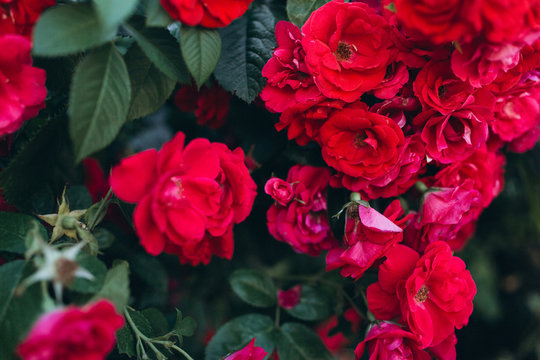 Field of red roses in blossom © Andreshkova Nastya