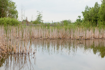 Burnt plants on the shore of a small lake. Dry reeds on the pond. Reeds after the fire