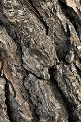 wooden background