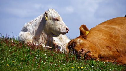 Kuh mit Kalb