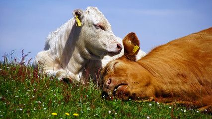 Kuh mit Kalb
