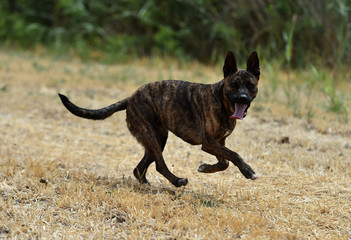 perro corriendo