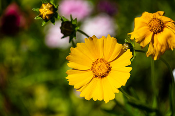 Cosmos sulphureus is also known as sulfur cosmos and yellow cosmos.