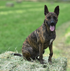 perro español