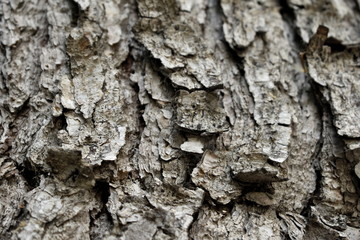 wooden background