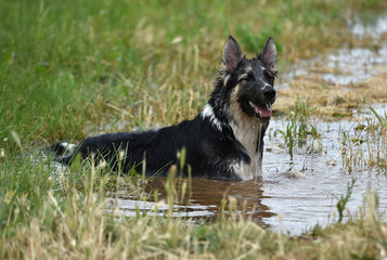 perro en el agua