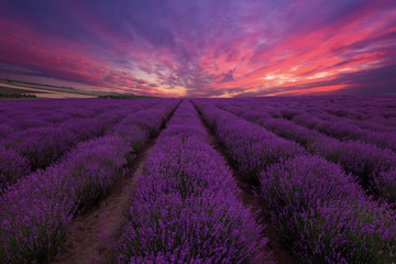 Fototapeta na wymiar Lavender field. Beautiful lavender blooming scented flowers with dramatic sky. Lavender field sunset and lines