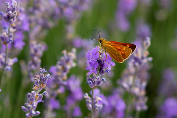 Lavender field. Beautiful lavender blooming scented flowers. Close up Bushes of lavender purple aromatic flowers and selective focus