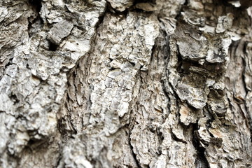 Texture wood background nature