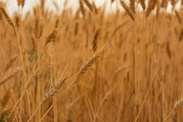 Obraz premium Beautiful wheat field with blue sky