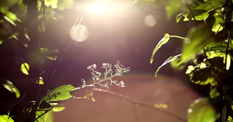Fleur roncier au soleil - nature