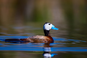 Duck swimming in lake. Cute blue billed duck. Green water reflections. Green nature background. Duck: White headed Duck. Oxyura leucocephala.