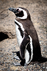 Penguin of Magellan, Patagonia Argentina
