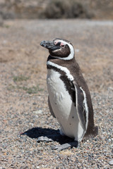 Obraz premium Penguin of Magellan, Patagonia Argentina