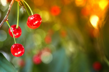 Red berries of a sweet cherry on a branch in a summer orchard on blurred background of green leaves, close up. Selective focus