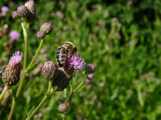 Honey Bee sipping and pollinating a wild flower Creeping Thistle under the warm sunlight