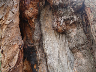 Tree trunk texture