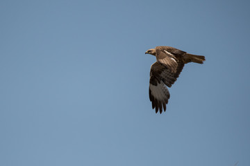Long-legged buzzard (Buteo rufinus). Bird on the blue sky