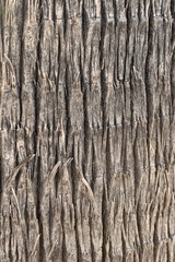 Obraz premium Drewniana palma natura tekstura tło