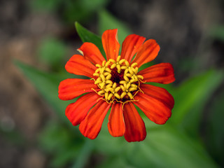 Red zinnia flower