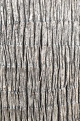 Wooden palm nature texture background 