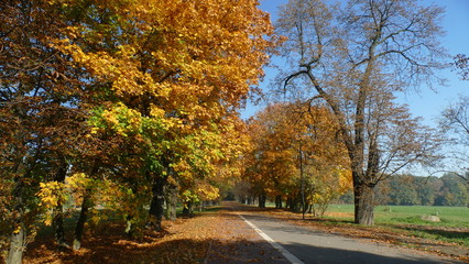 Alejka jesienią w Parku Pszczelnik koło Siemianowic na Śląsku w Polsce.