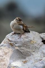 Small juvenile finch resting on rock on beach while foraging for the morning meal.