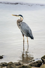 Great Blue Heron and his reflection wading throught the shallow water of marina in search of fishy food to eat looking to left.