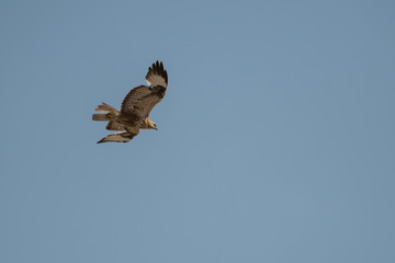 Long-legged buzzard (Buteo rufinus). Bird on the blue sky