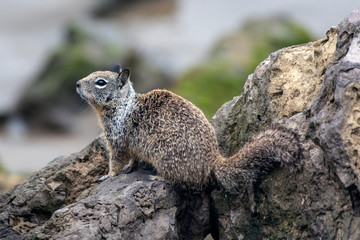 Furry Ground Squirrel climbing over the beach rocks in search of the next meal.