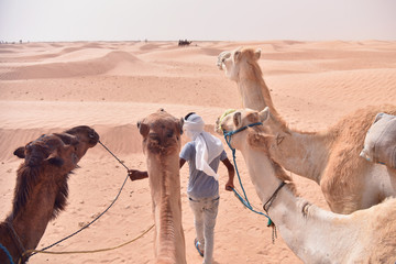 Camels caravan going in sahara desert in Tunisia, Africa. Tourists ride the camel safari. Camel...