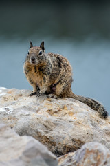 Furry Ground Squirrel perched on top of rock in a very alert pose.