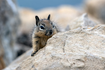Furry juvenile Ground Squirrel peek out from behind the safey of the rocks.
