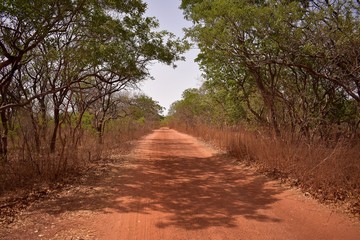 Fototapeta na wymiar Gambian countryside road